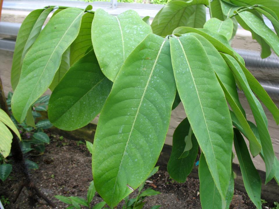 le pèbè