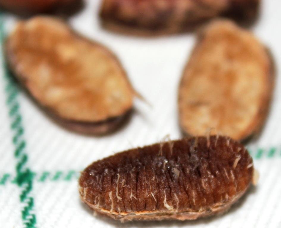 le pèbè