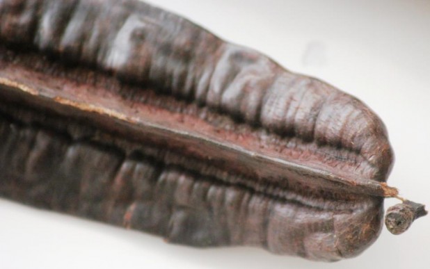 l’Esesè: fruit du Tetrapleura tetraptera