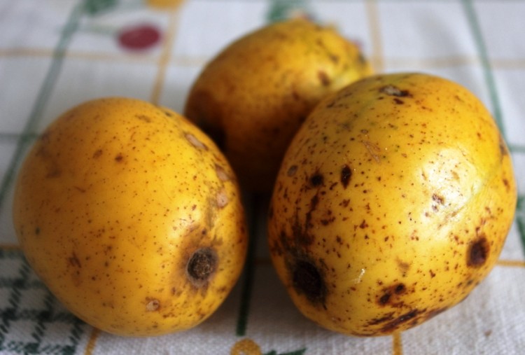 cassiamanga