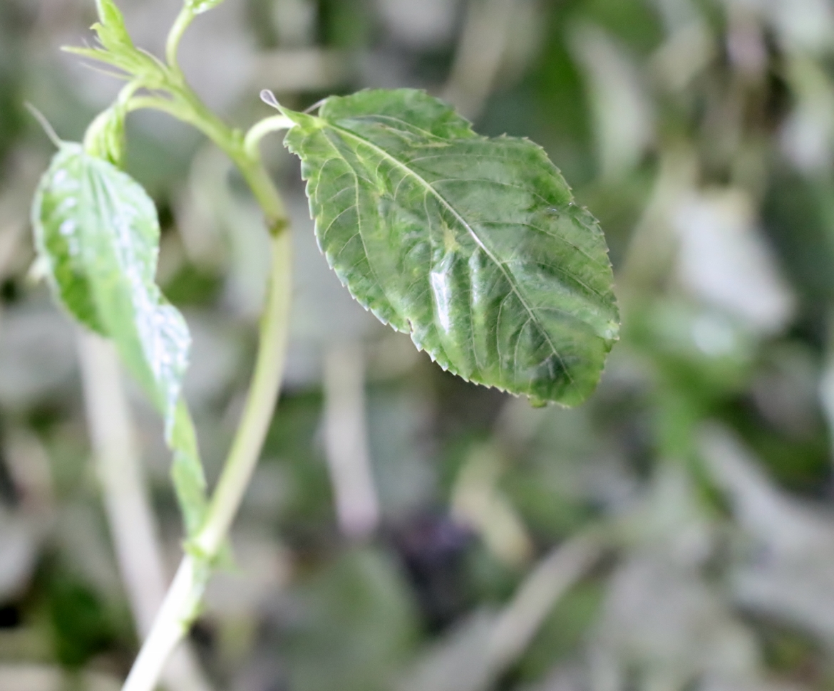 Mouloukhié ou feuilles de gombo