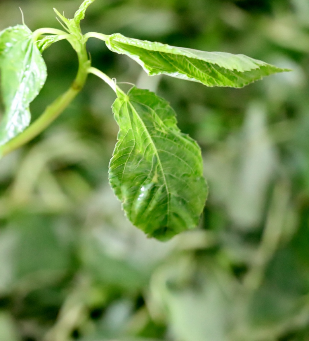 Mouloukhié ou feuilles de gombo